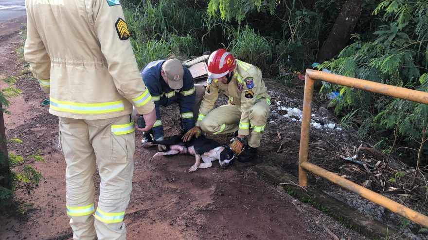 Muito assustada, cachorra é retirada de córrego no Brasmadeira pelos Bombeiros