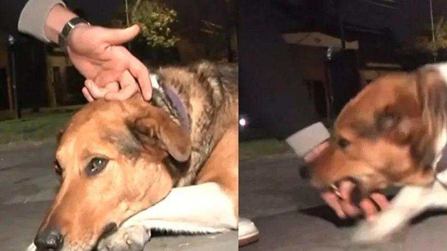 Cachorrinho… Repórter faz carinho em cão Bruno e é atacado ao vivo durante reportagem