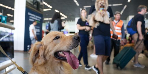 Imagem referente a Convívio com animais traz benefícios à saúde física e mental do tutor