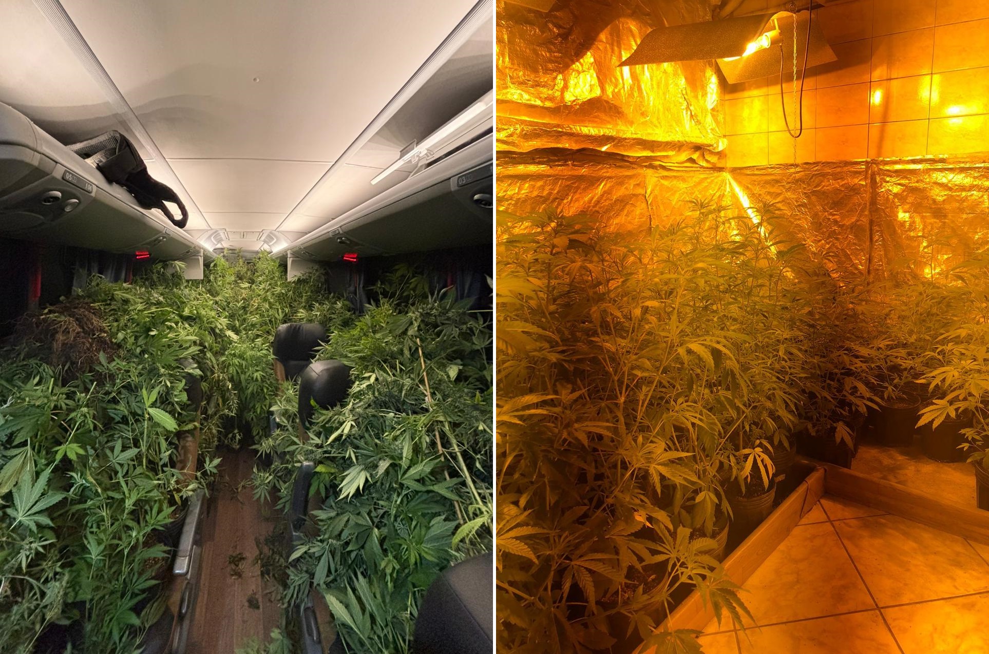 Polícia Militar apreender 519 pés de maconha em estufa clandestina Imagem referente a Polícia Militar apreender 519 pés de maconha em estufa clandestina
