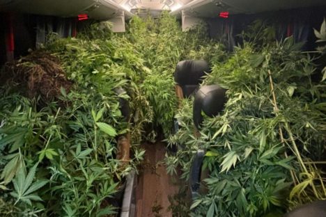 Polícia Militar desmantela estufa de maconha em Campina Grande do Sul