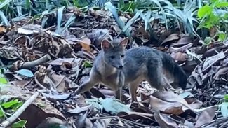 Rio de Janeiro: cachorro-do-mato faz visita diurna ao Parque Lage