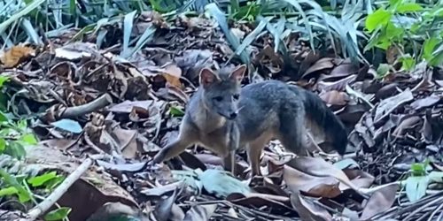 Imagem referente a Rio de Janeiro: cachorro-do-mato faz visita diurna ao Parque Lage