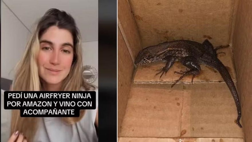 Susto em compra online: mulher encontra lagarto em embalagem de fritadeira