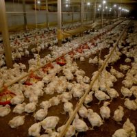 Imagem referente a Paraná prorroga por mais 180 dias emergência zoossanitária contra gripe aviária