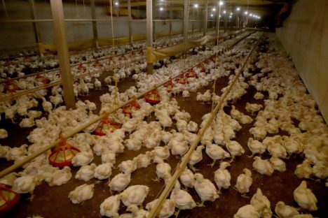 Paraná prorroga por mais 180 dias emergência zoossanitária contra gripe aviária
