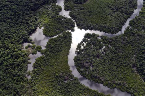 Imagem referente a Inscrições para edital de apoio a projetos na Mata Atlântica estão na reta final