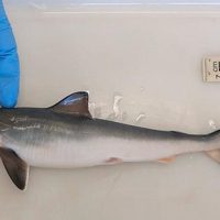 Tubarões são contaminados por cocaína, revela estudo da Fiocruz Imagem referente a Tubarões são contaminados por cocaína, revela estudo da Fiocruz