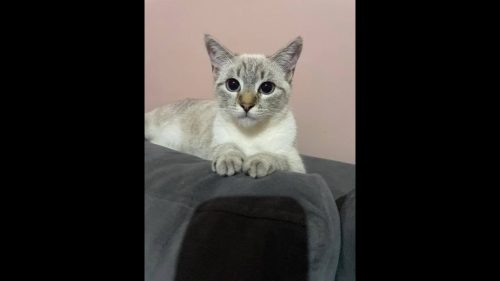 Gata Tapioca desapareceu no bairro Santos Dumont Imagem referente a Gata Tapioca desapareceu no bairro Santos Dumont