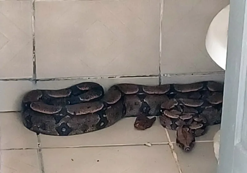 Olha a sogra! Jiboia é encontrada por funcionários dentro de banheiro de empresa