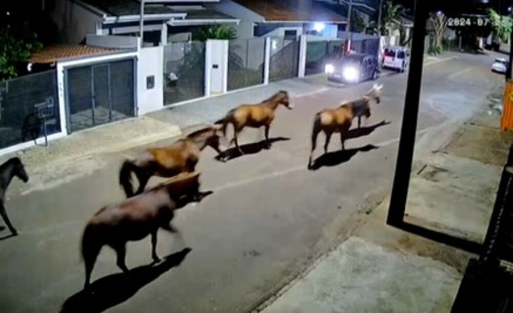 Câmera de segurança flagra cavalos andando sem rumo pelas ruas de Cascavel