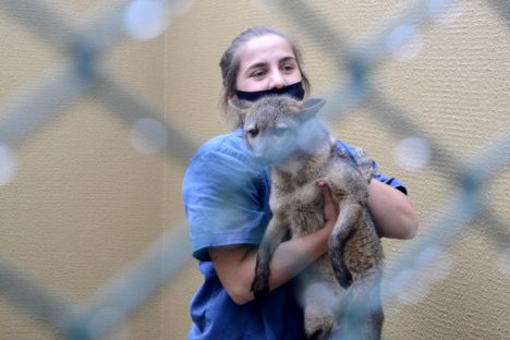CAFS fecham o primeiro semestre com 1.099 atendimentos à fauna silvestre