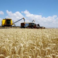 Imagem referente a Produção de trigo deve alcançar 3,61 milhões de toneladas na atual safra no Paraná