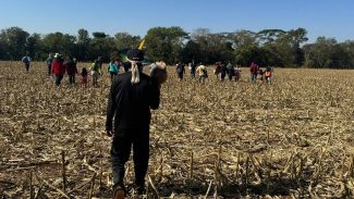 Justiça impede Funai de distribuir lona a indígenas de ocupação no PR