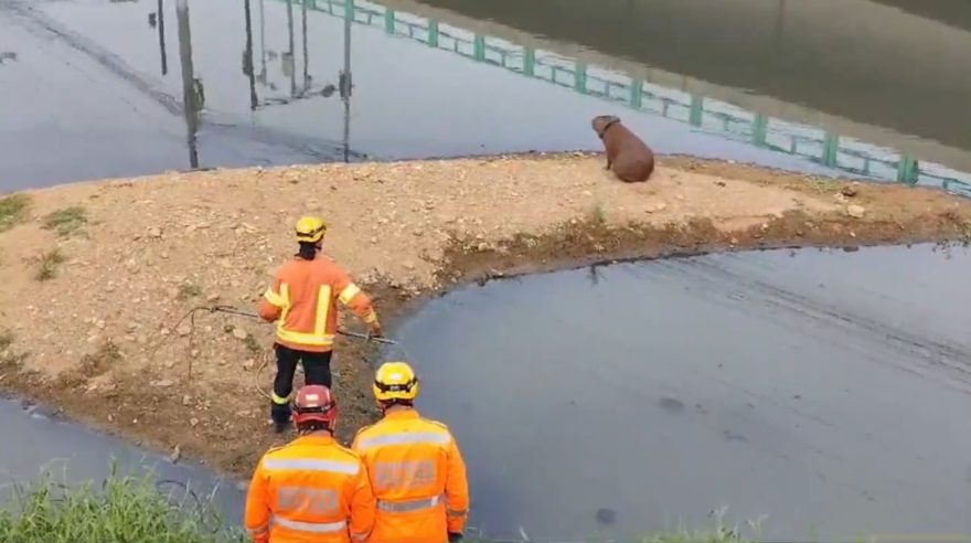 Capivara desafia bombeiros na remoção de câmara de ar presa no pescoço