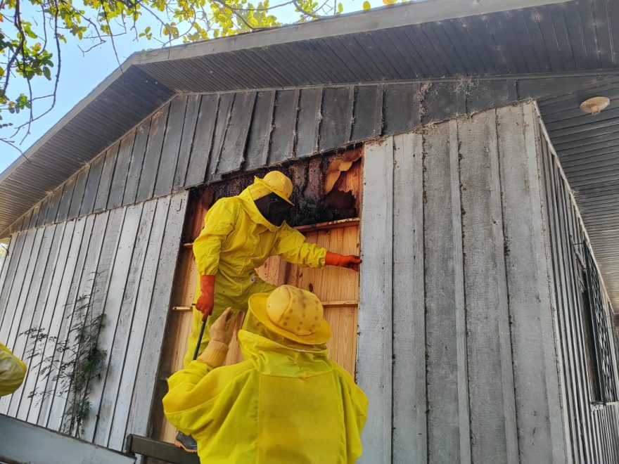 Defesa Civil remove cerca de 60 mil abelhas em São João d’Oeste