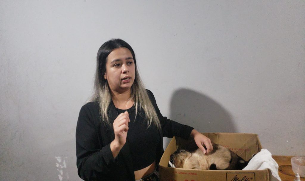 Internauta relata que gato passou a definhar após atendimento do Castramóvel Internauta relata que gato passou a definhar após atendimento do Castramóvel