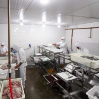 Imagem referente a Com tilápia em alta, exportação paranaense de pescados cresceu 20% no 1º semestre