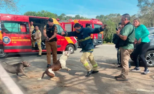 Pitbulls soltos atacam jovem e bombeiros em parque