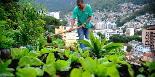 Imagem referente a Nova lei pretende estimular a produção de alimentos nas cidades