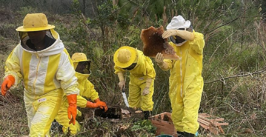 Defesa Civil retira cerca de 40 mil abelhas na Estação de Tratamento da Sanepar