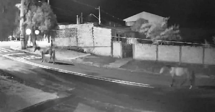 Cavalos soltos são flagrados por câmera de segurança no Brasmadeira