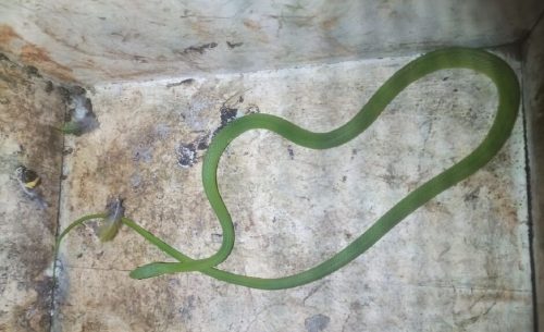 Imagem referente a Visita da sogra? Morador encontra cobra-cipó-verde no sofá de casa