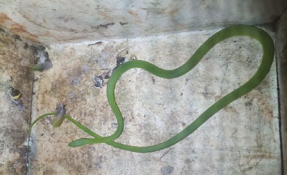 Visita da sogra? Morador encontra cobra-cipó-verde no sofá de casa