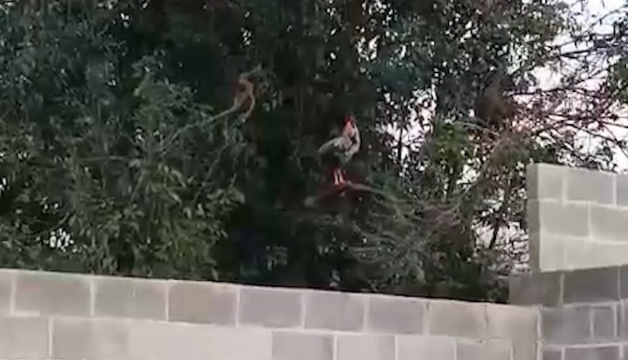 Moradora reclama de barulho de galinhas em condomínio residencial em Cascavel