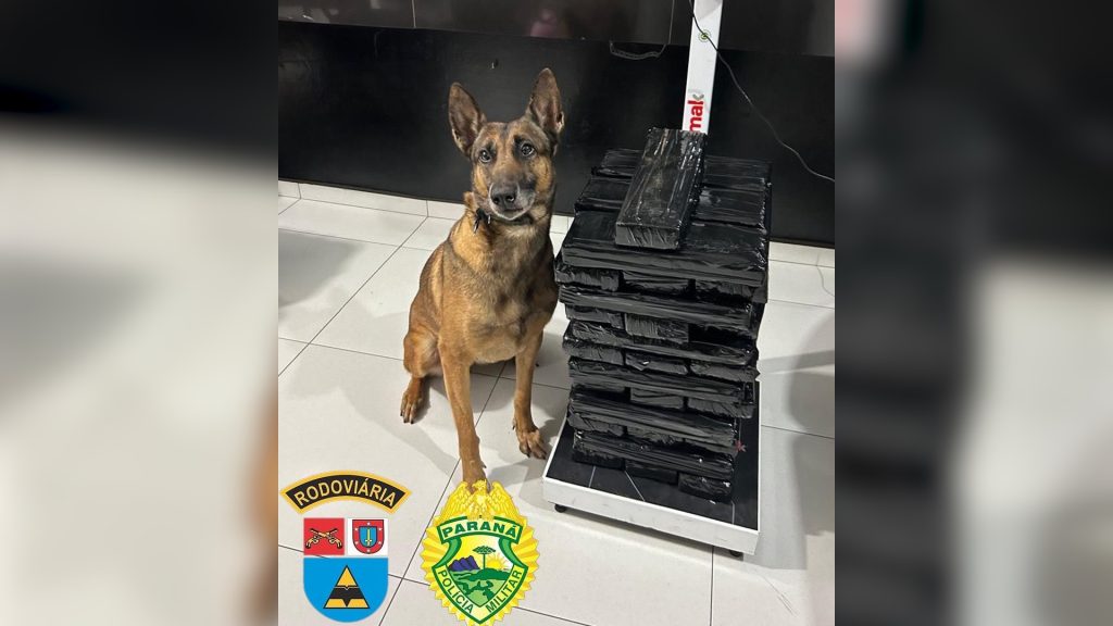 PRE apreende 41 kg de maconha em Francisco Beltrão