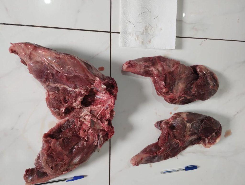 PF deflagra operação contra caça ilegal no Parque Nacional do Iguaçu e mandados são cumpridos em Santa Tereza do Oeste