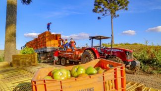 Preços de alimentos e bebidas tiveram queda de 1,29% em julho no Paraná