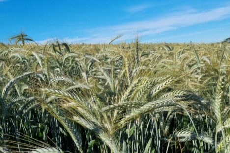 Triticale e trigo: IDR-Paraná vai apresentar novas cultivares de inverno em Londrina