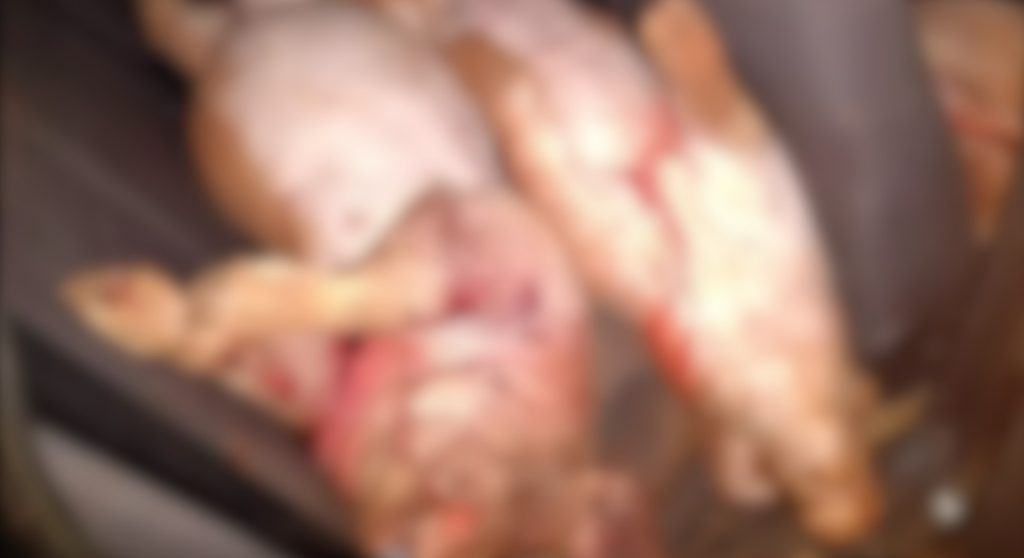 Homens são detidos depois de furtar e abater porcos em Formosa do Oeste