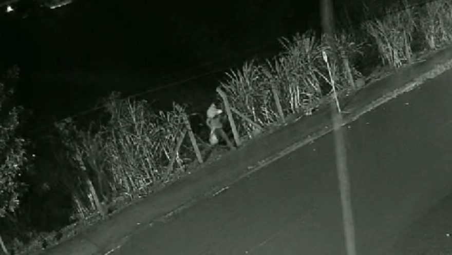 Ladrão pega na mandioca e é flagrado por câmera de segurança