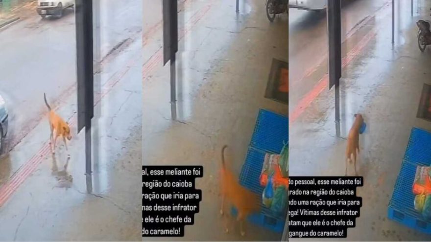 Gangue do caramelo ataca novamente… câmera registra cachorro furtando pacote de ração