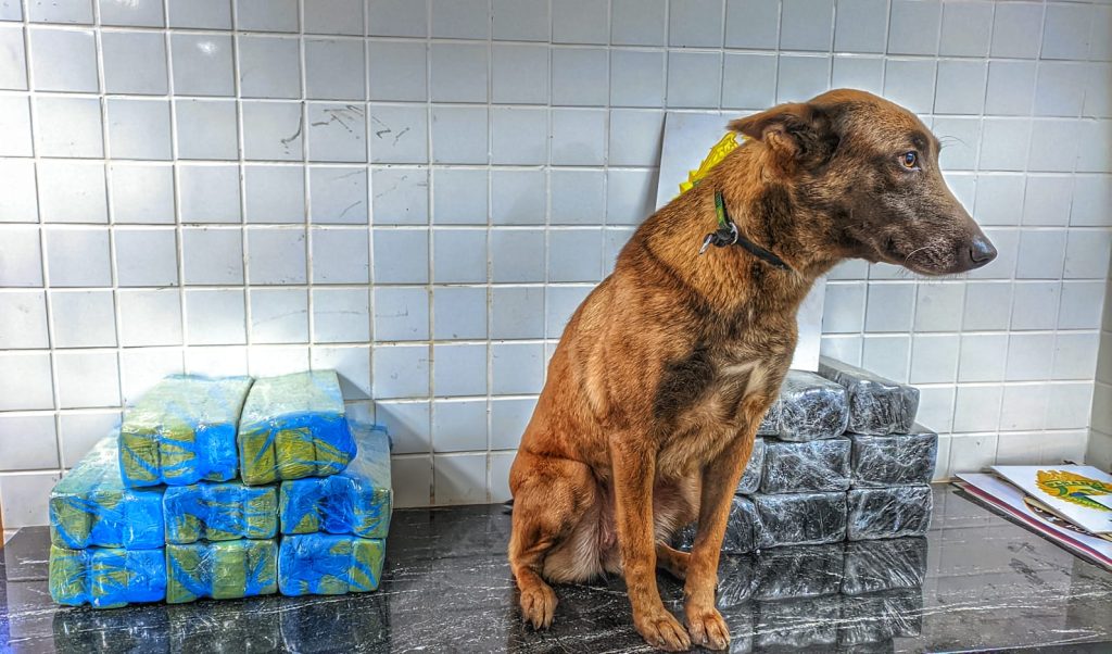 “uma apreensão boa pra cachorra”: Versa encontra quase 50 quilos de maconha em ônibus