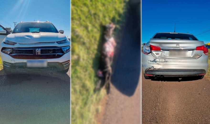 Cachorro morre atropelado em acidente entre dois veículos na BR-277, em Cascavel