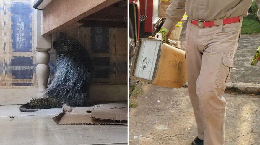 “Sonic o Ouriço” é capturado pelos Bombeiros embaixo de cama de residência no Parque Verde