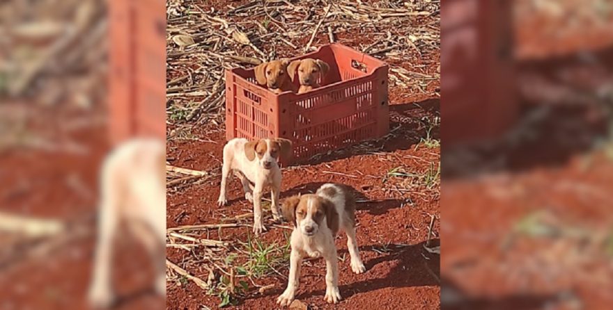 Quatro filhotes são abandonados em estrada rural de Cascavel
