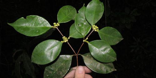 Imagem referente a Pesquisadores do Jardim Botânico descobrem árvore rara no Rio