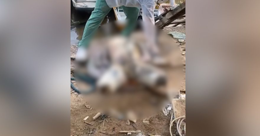Corpo esquartejado e amarrado em saco é encontrado boiando no Rio; veja vídeo