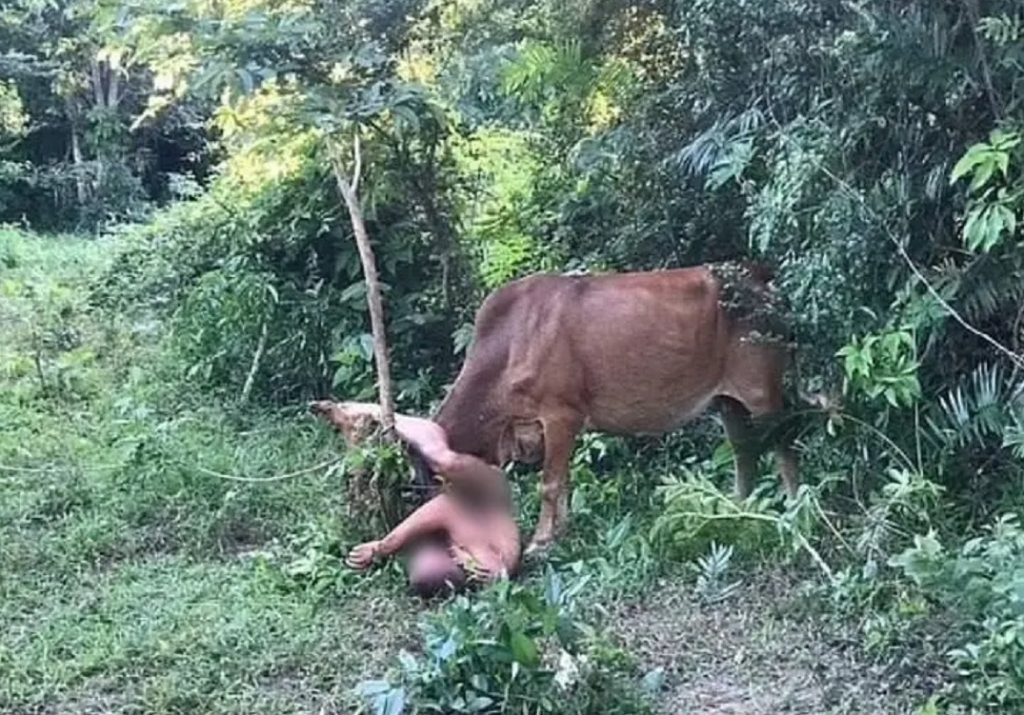 “Derick, meu Deus”: Homem pelado tenta abusar de vaca e é atacado pelo animal; veja o vídeo