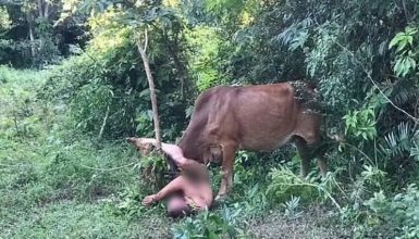 Imagem referente a “Derick, meu Deus”: Homem pelado tenta abusar de vaca e é atacado pelo animal; veja o vídeo