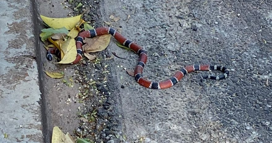Cobra sai do mato e assusta moradores na Rua das Orquídeas