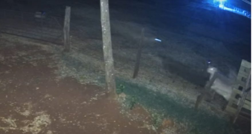 Veja o momento em que Onça ataca ovelhas em propriedade rural em Maripá