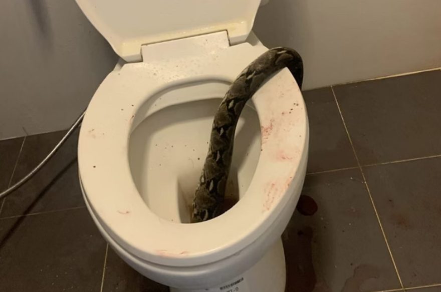 Tailandês é mordido nos testículos por cobra píton enquanto usava sanitário; veja vídeo
