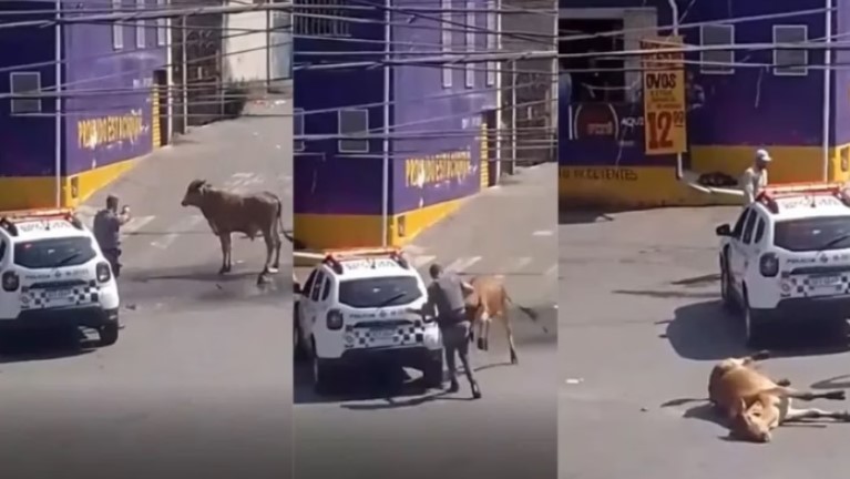 Boi é baleado e morto pela PM após atacar homem na rua