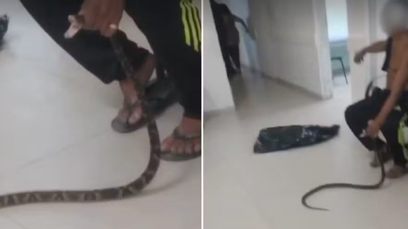 Mordido por jararaca, homem leva cobra viva para UPA dentro de sacola plástica