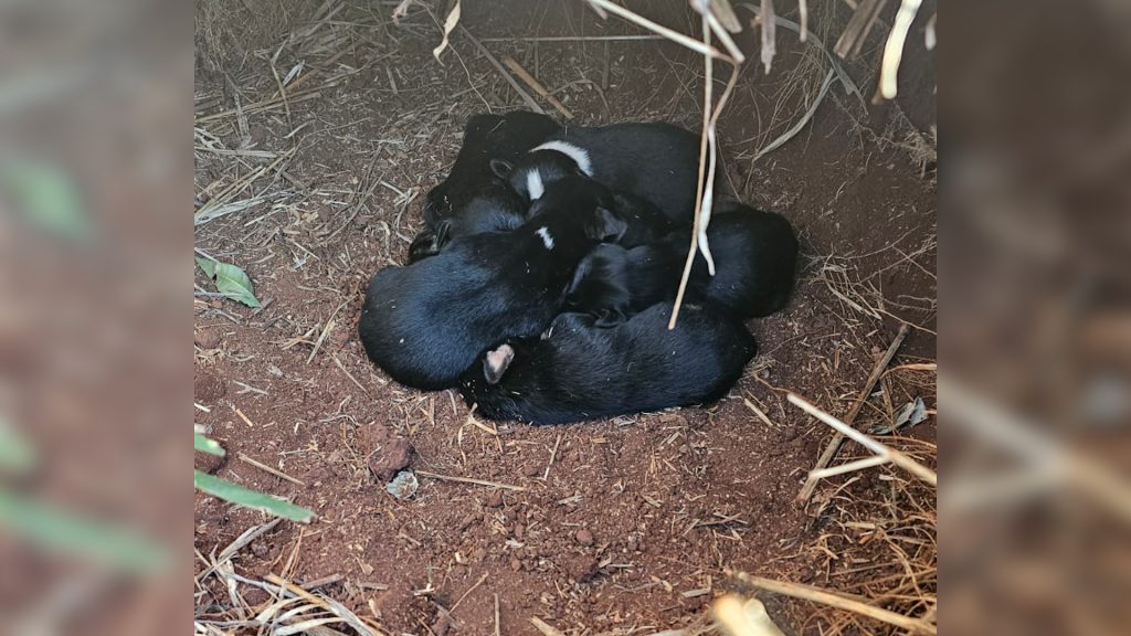 Alguém pra ajudar? Cachorra com seis filhotes são abandonados na Estrada Chaparral Alguém pra ajudar? Cachorra com seis filhotes são abandonados na Estrada Chaparral